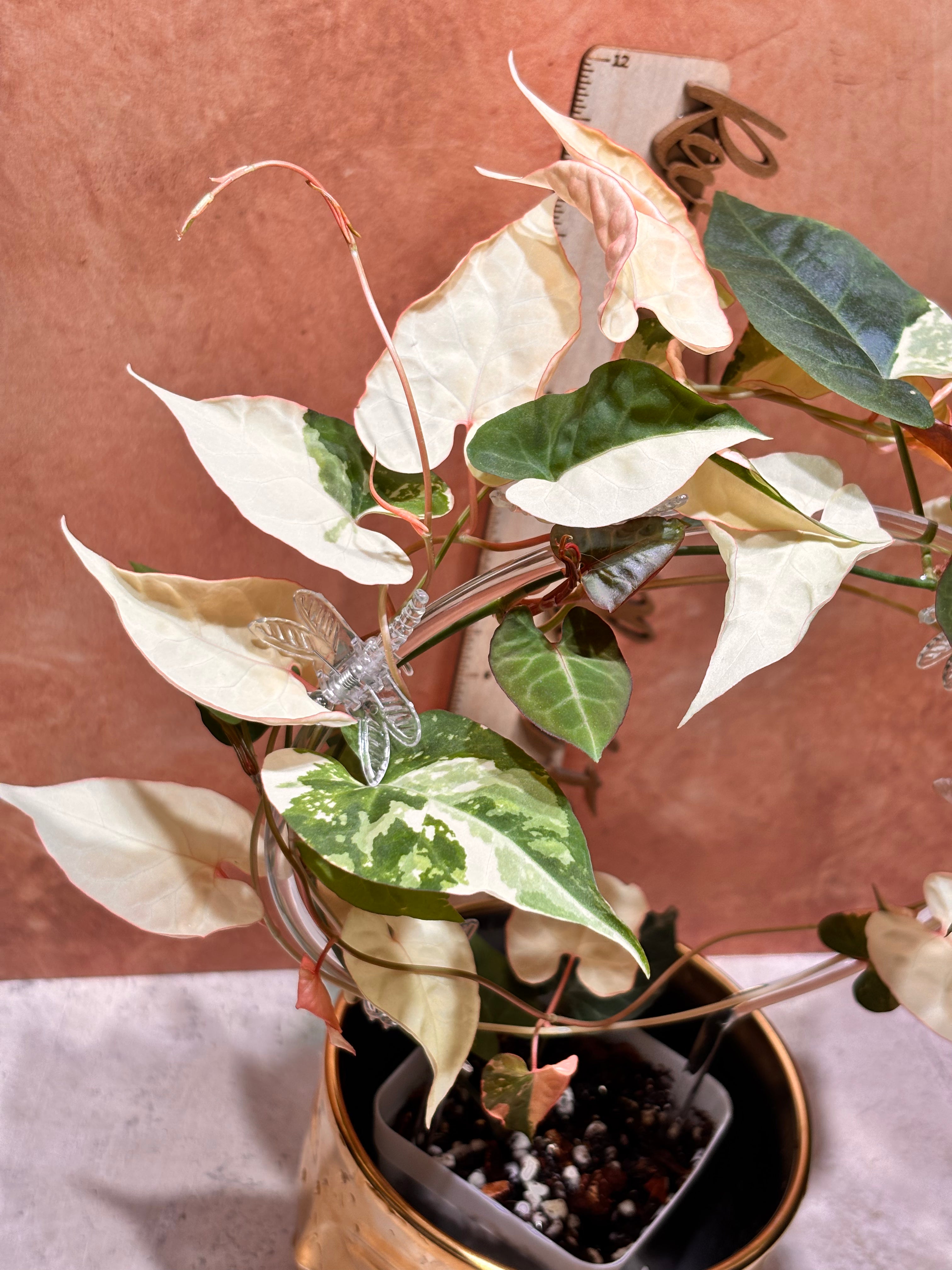 Fallopia Multiflora Albo