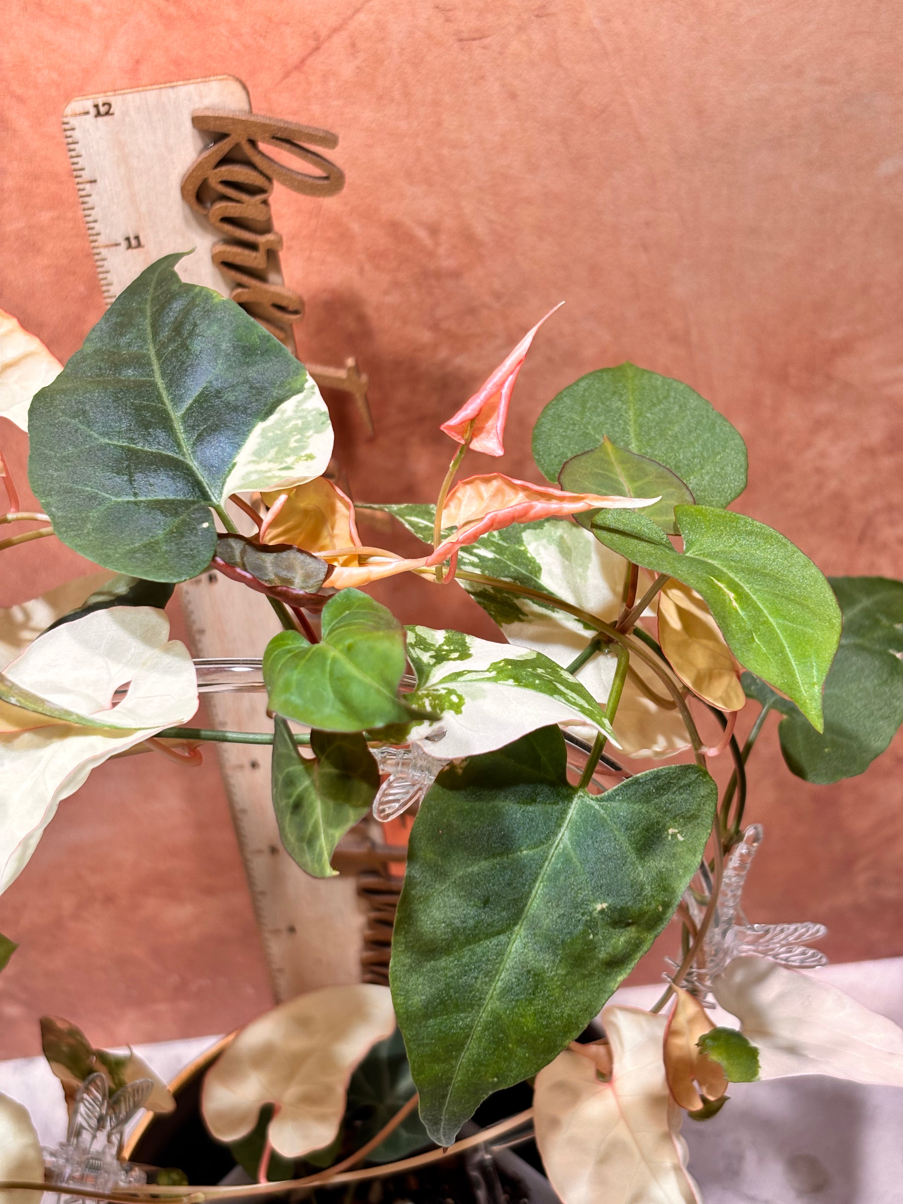 Fallopia Multiflora Albo