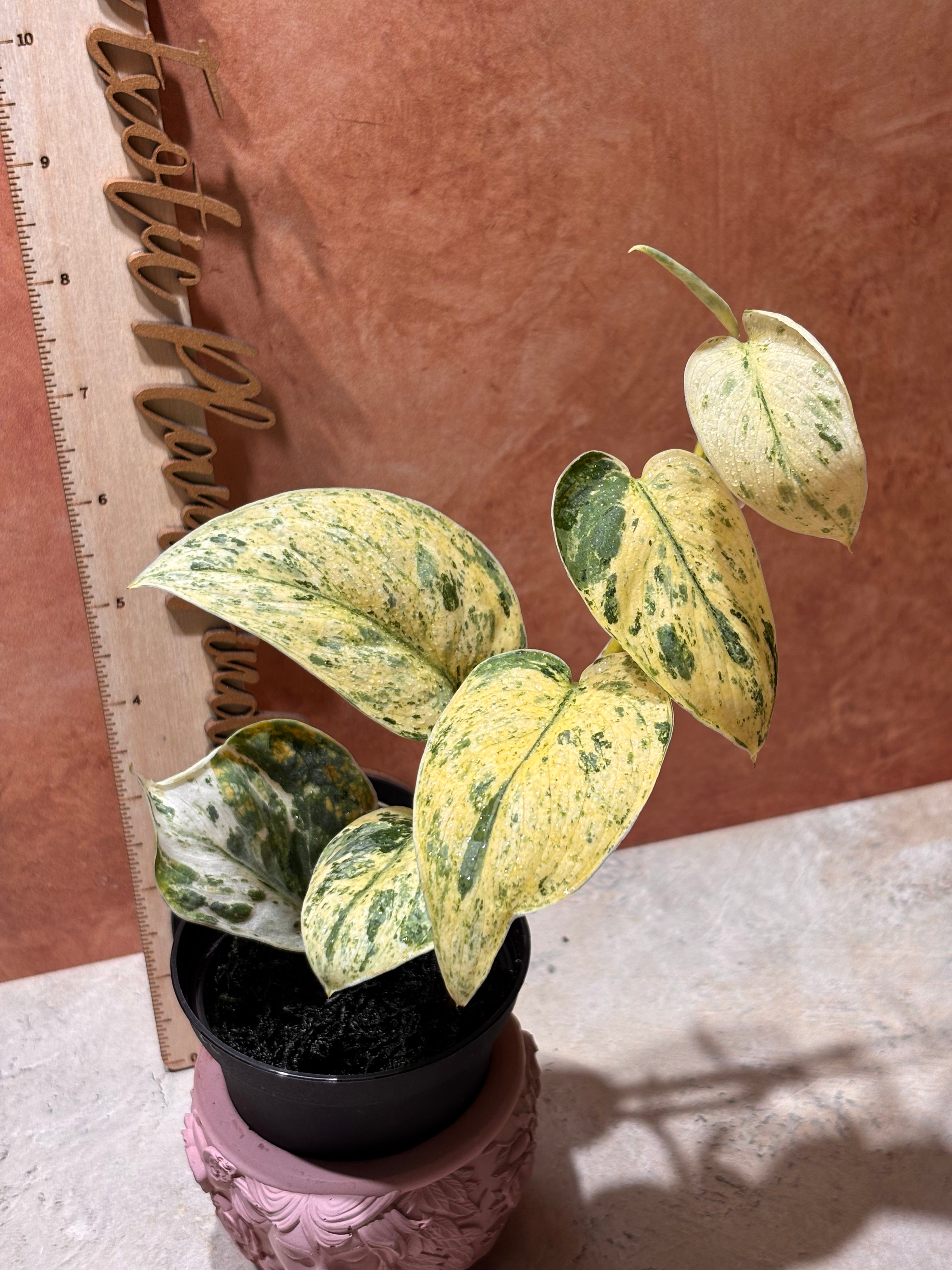 Scindapsus Silver Dark Cloud Variegated