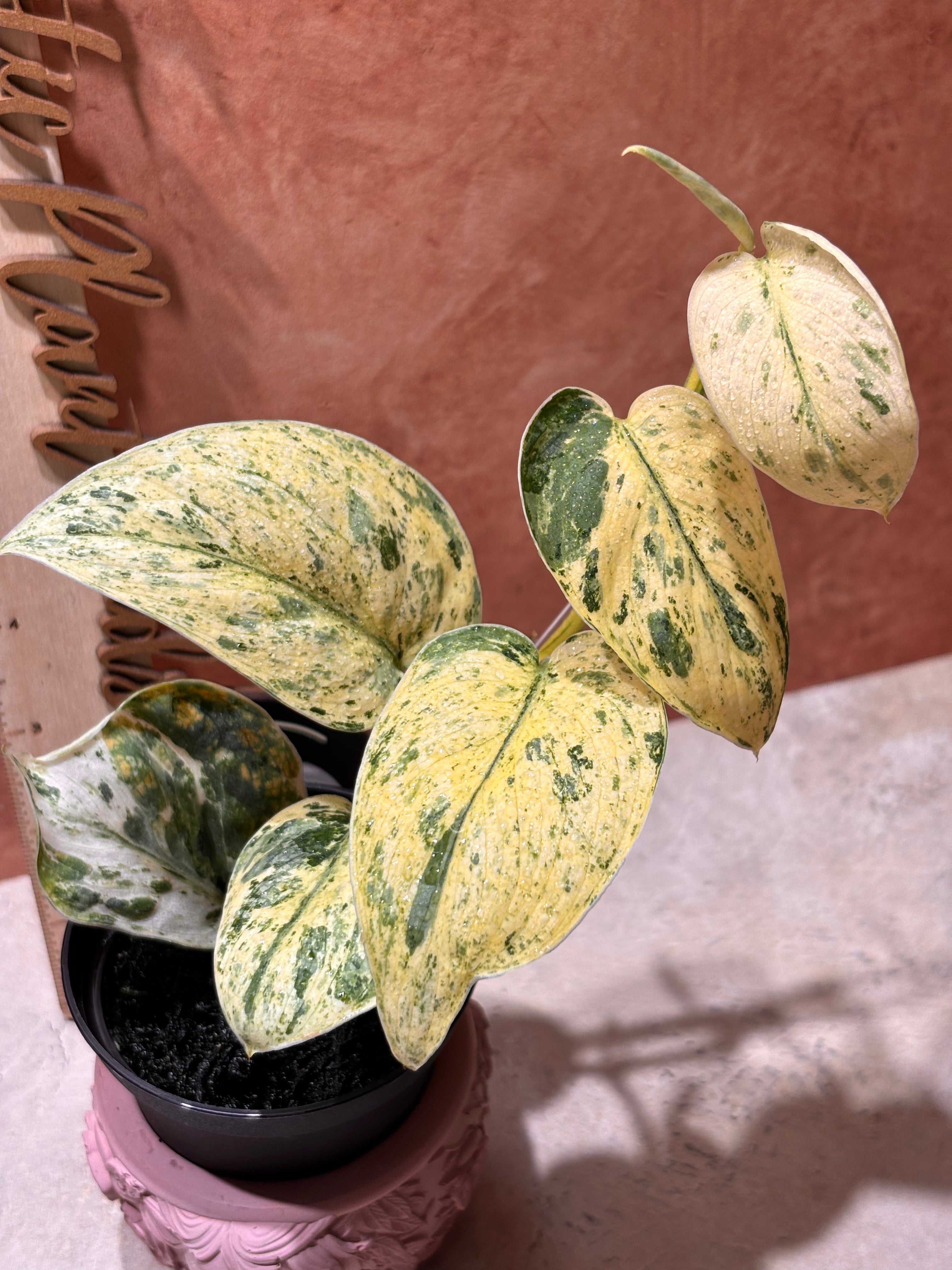 Scindapsus Silver Dark Cloud Variegated