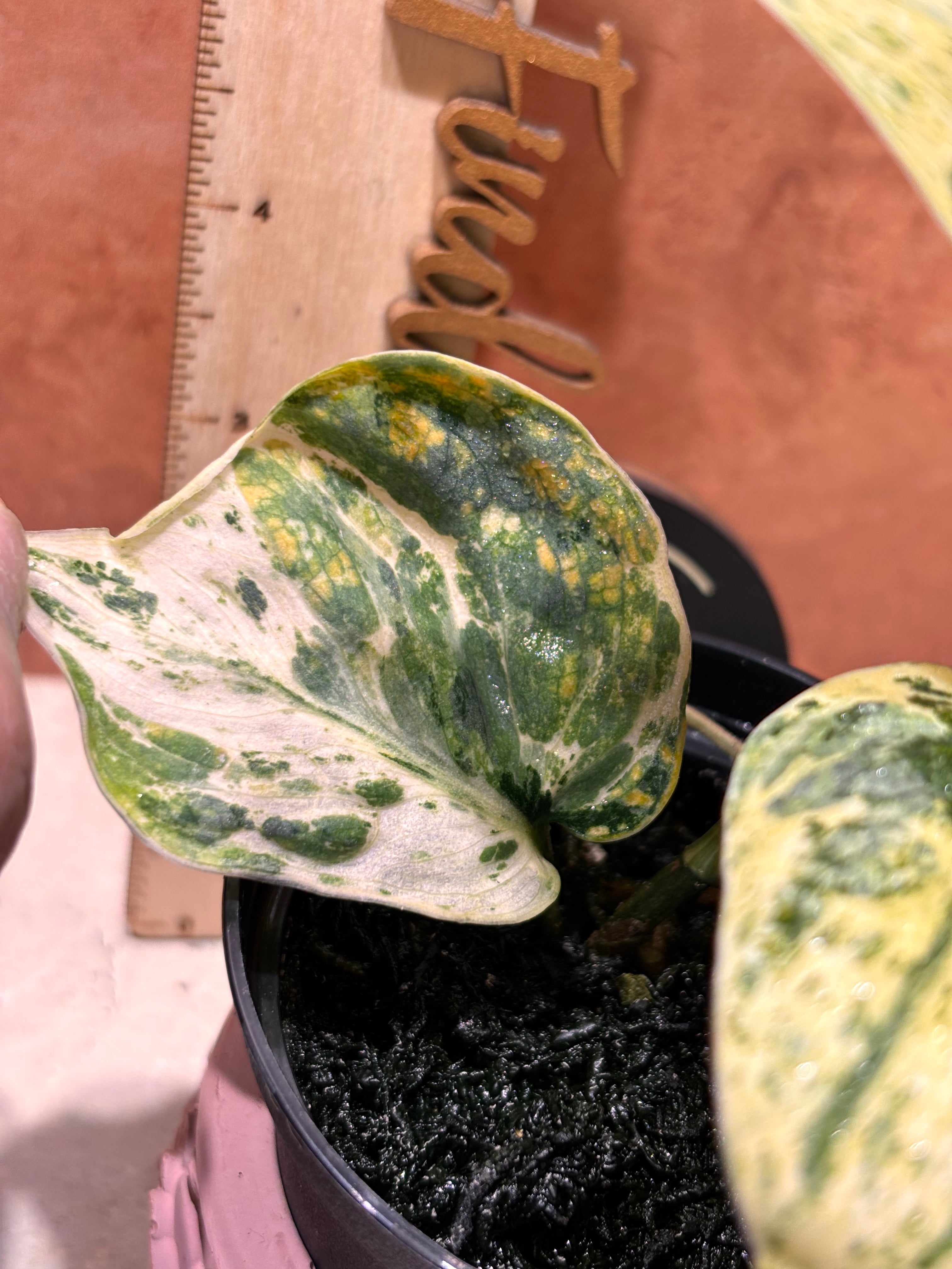 Scindapsus Silver Dark Cloud Variegated
