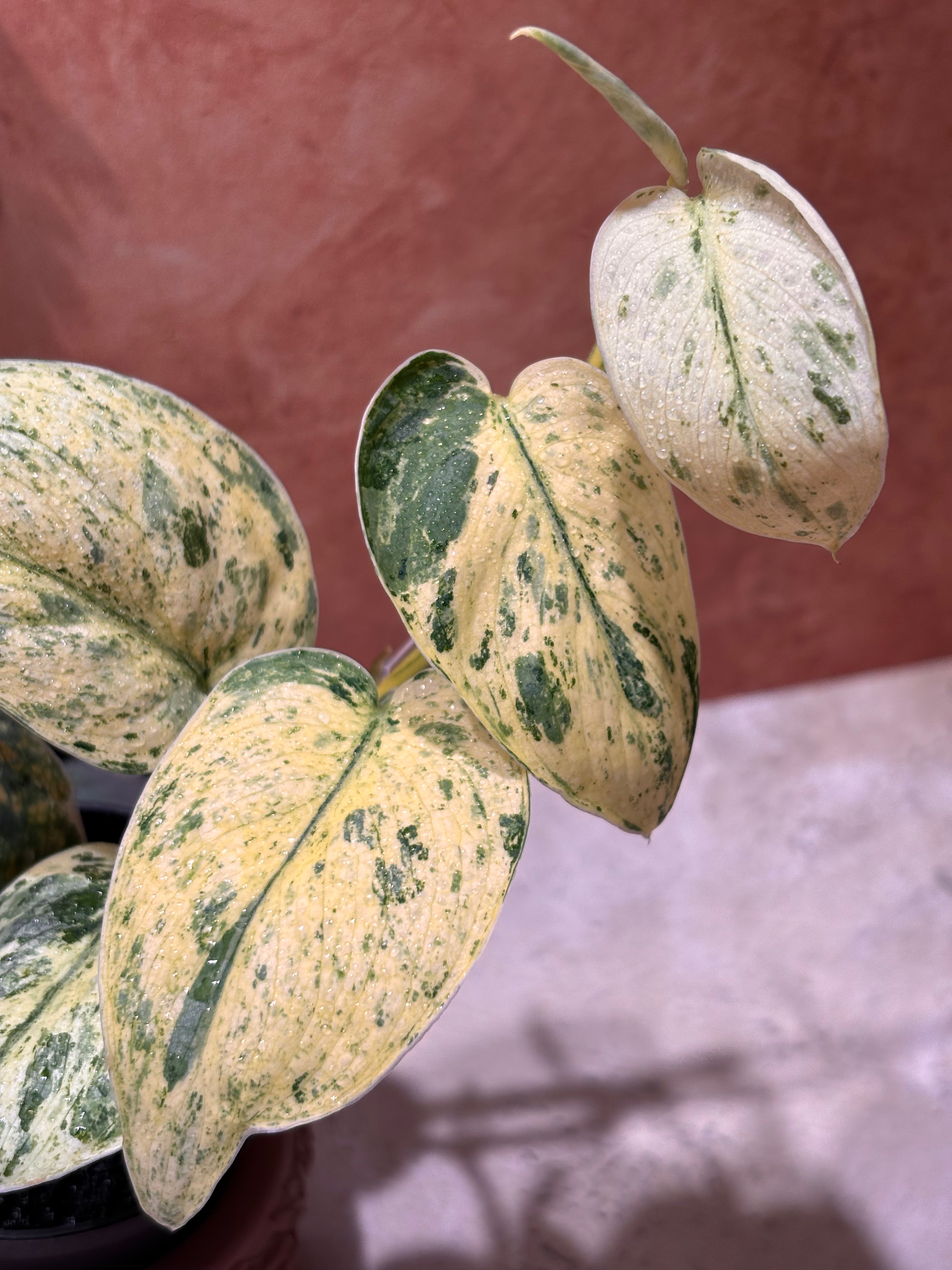 Scindapsus Silver Dark Cloud Variegated