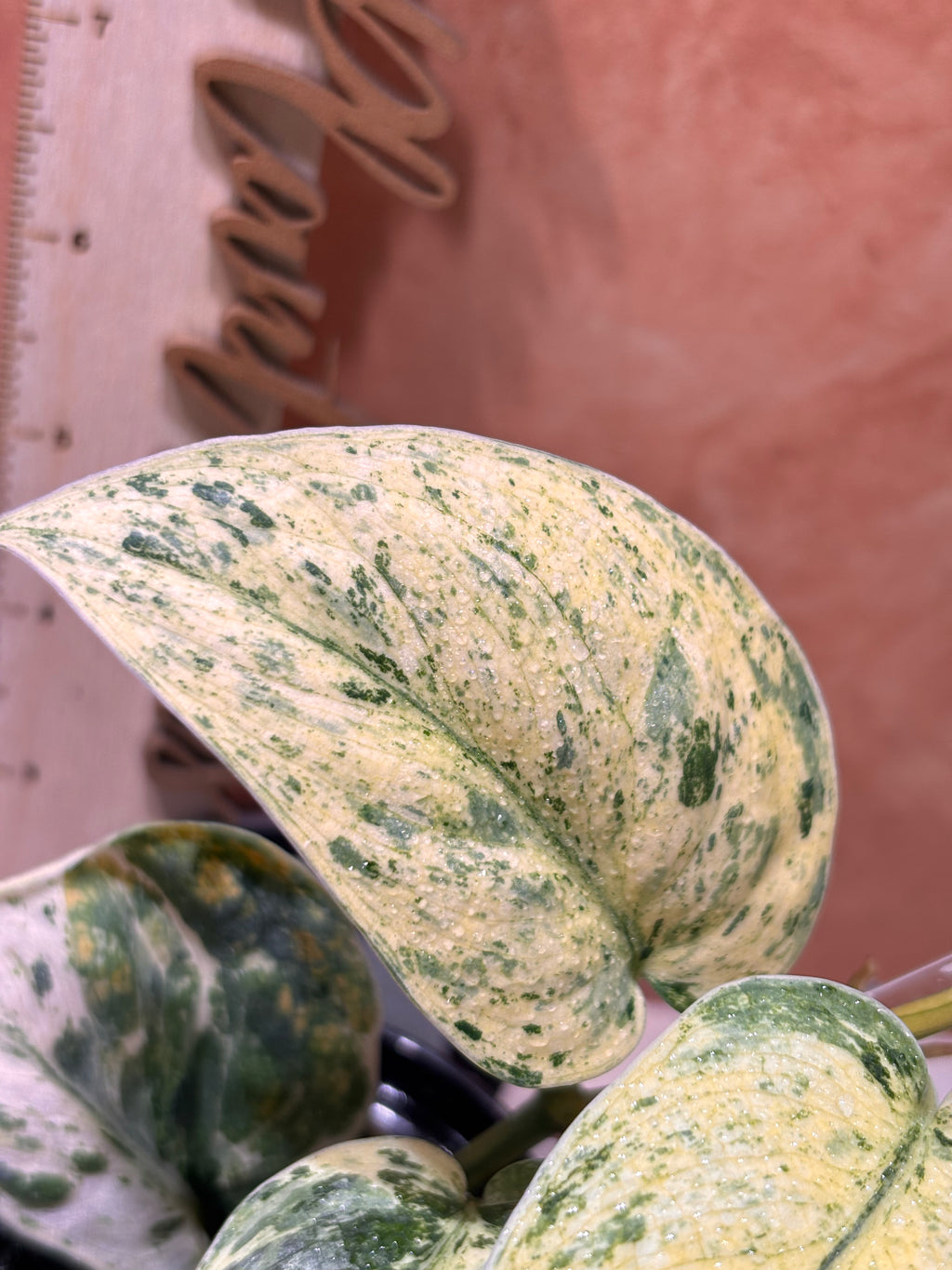 Scindapsus Silver Dark Cloud Variegated