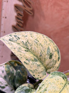 Scindapsus Silver Dark Cloud Variegated