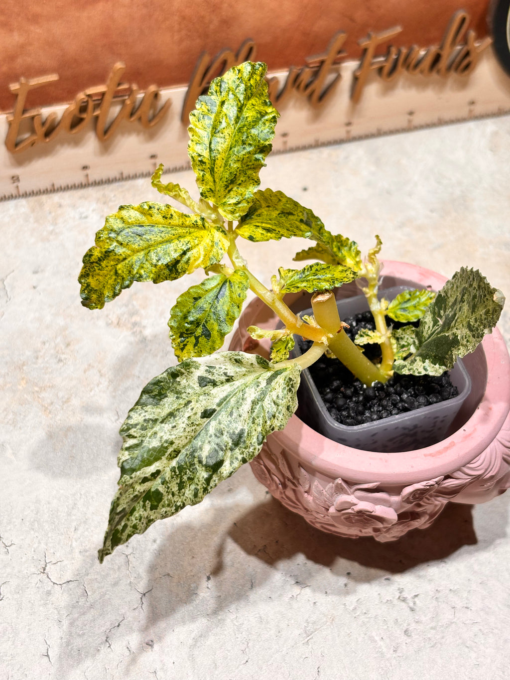 Pellonia Repens Marble