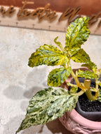 Pellonia Repens Marble