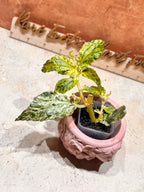 Pellonia Repens Marble