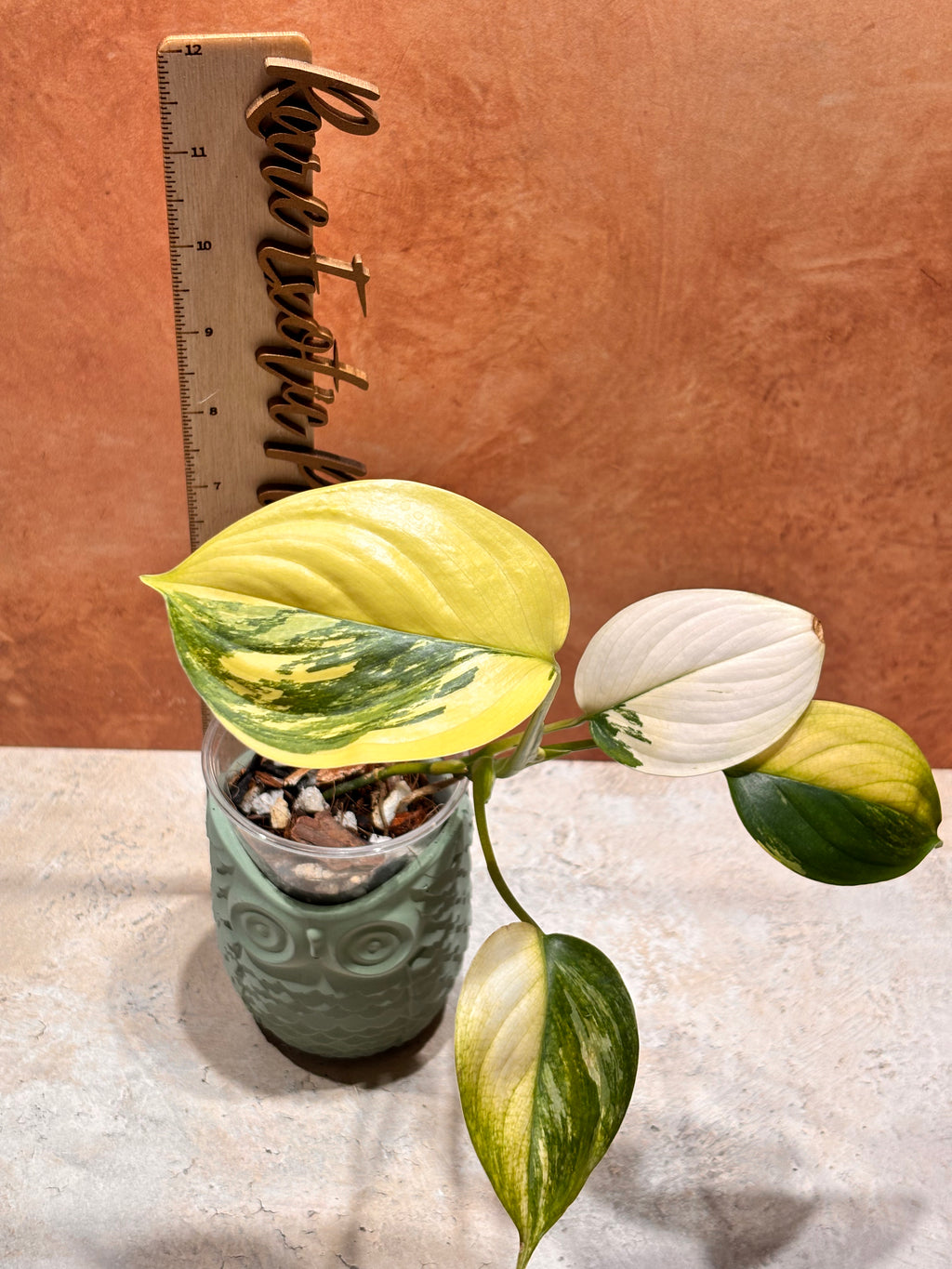 Scindapsus Blue Albo