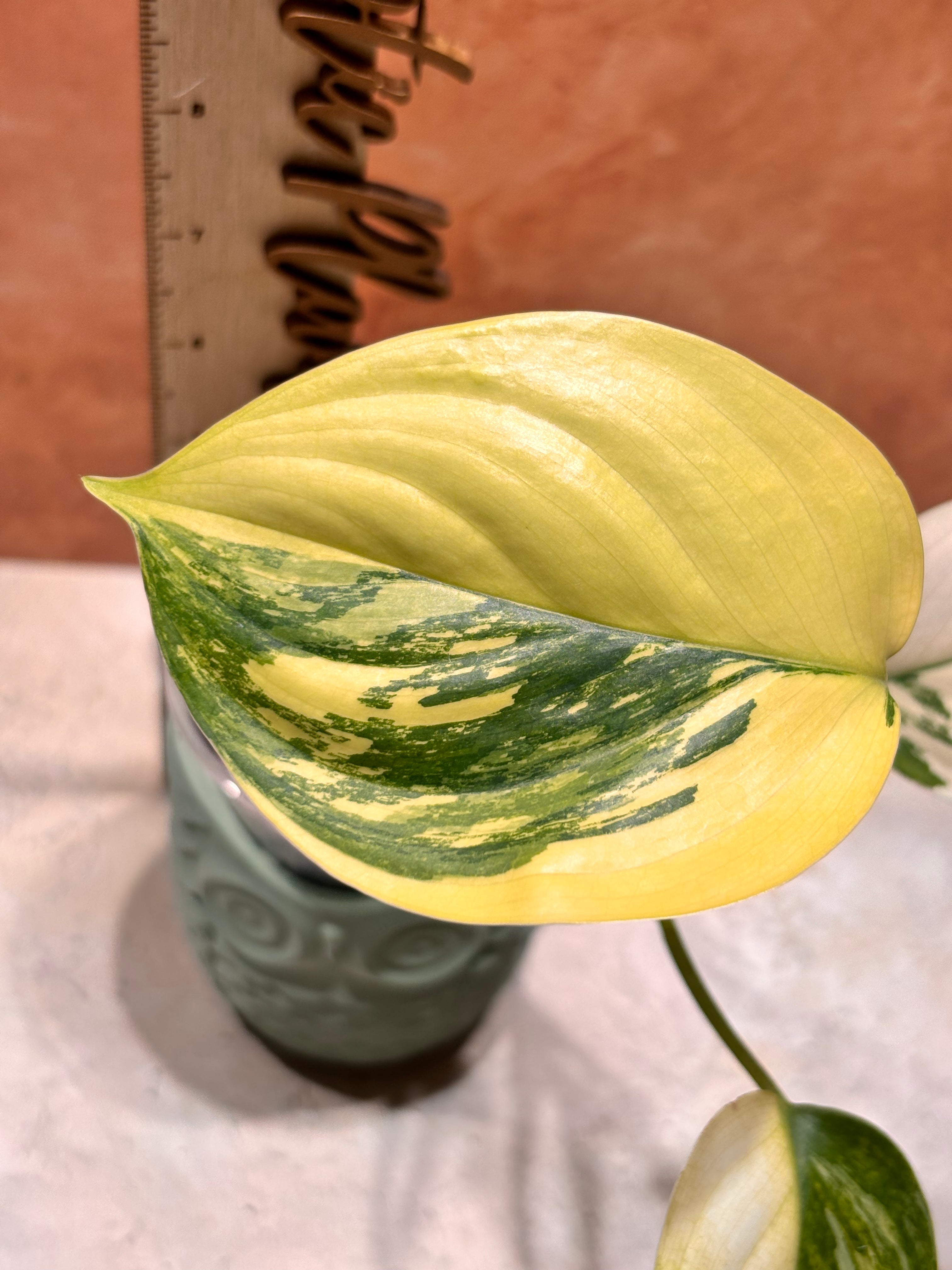 Scindapsus Blue Albo