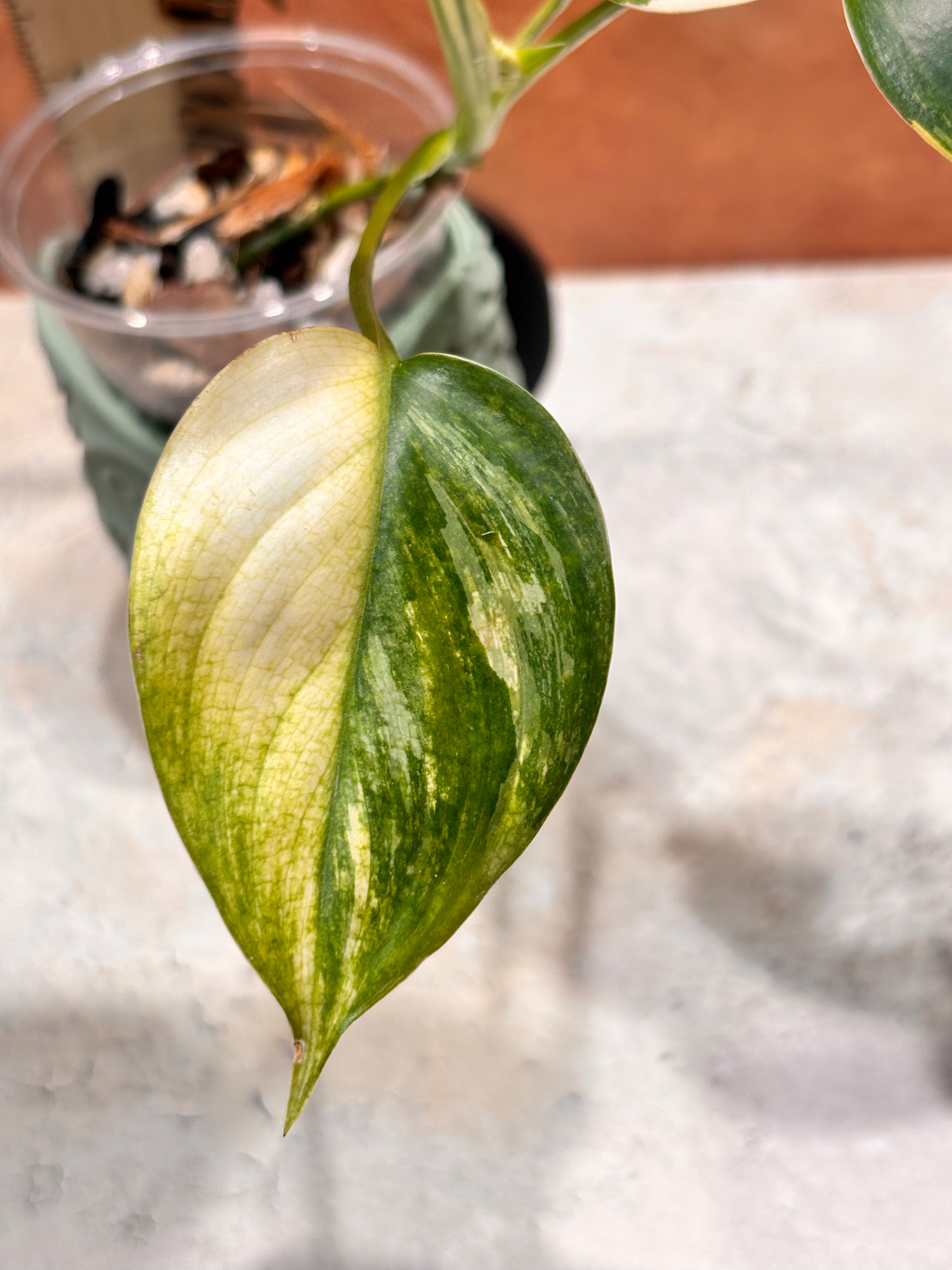 Scindapsus Blue Albo