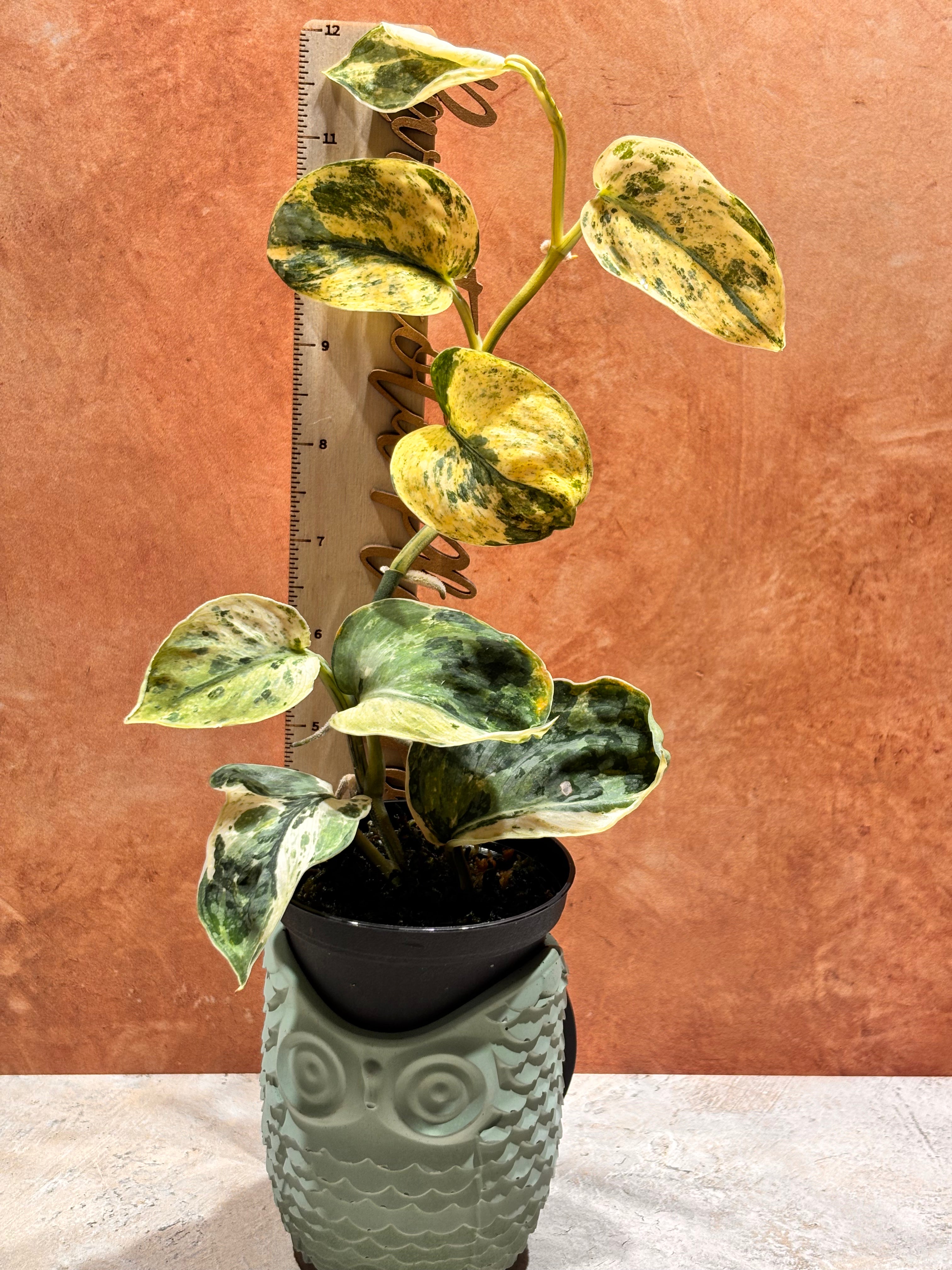 Scindapsus Silver Dark Cloud Variegated