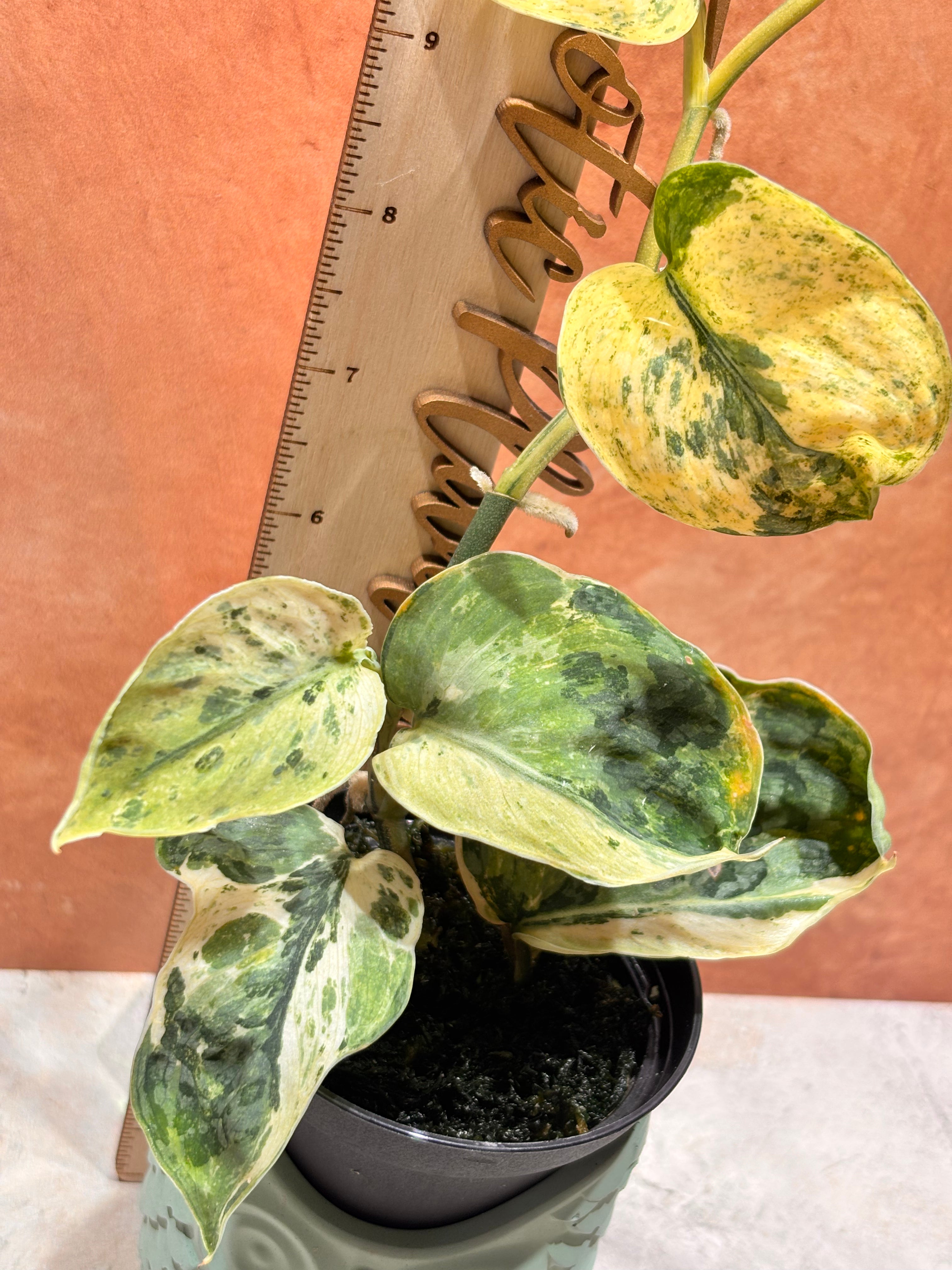Scindapsus Silver Dark Cloud Variegated
