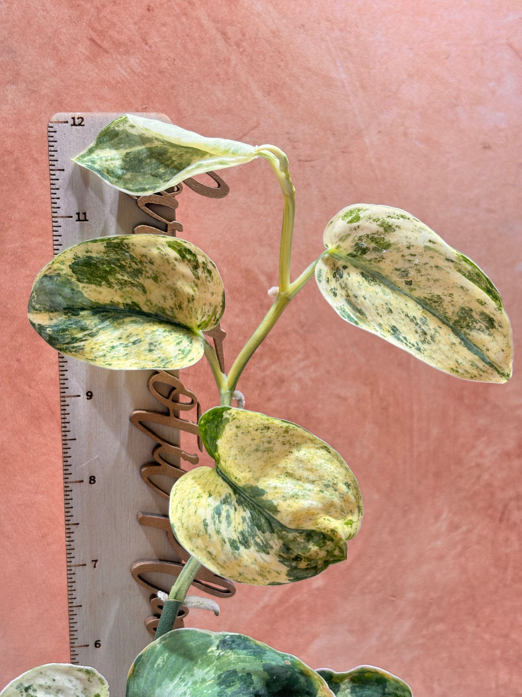 Scindapsus Silver Dark Cloud Variegated