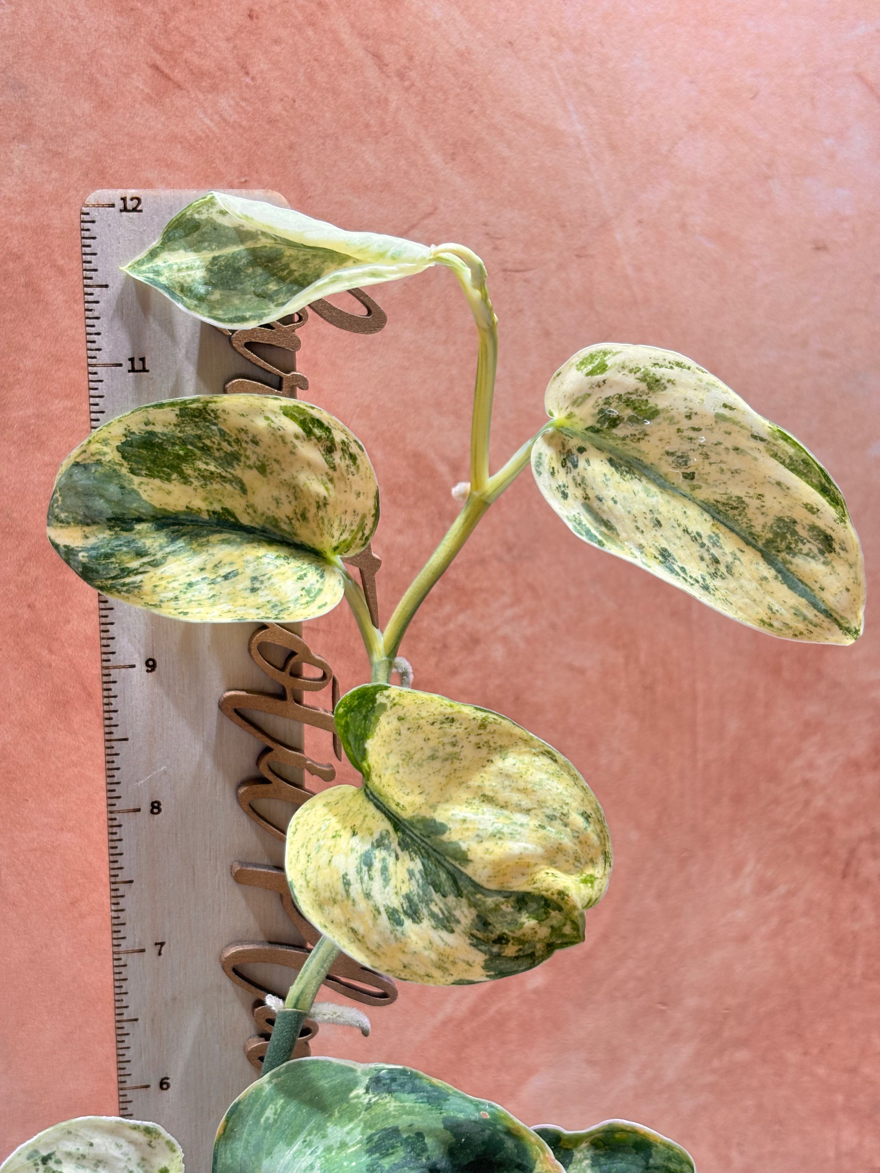 Scindapsus Silver Dark Cloud Variegated