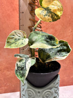Scindapsus Silver Dark Cloud Variegated