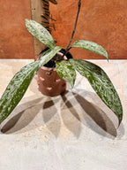 Hoya Pubicalyx Super Splash