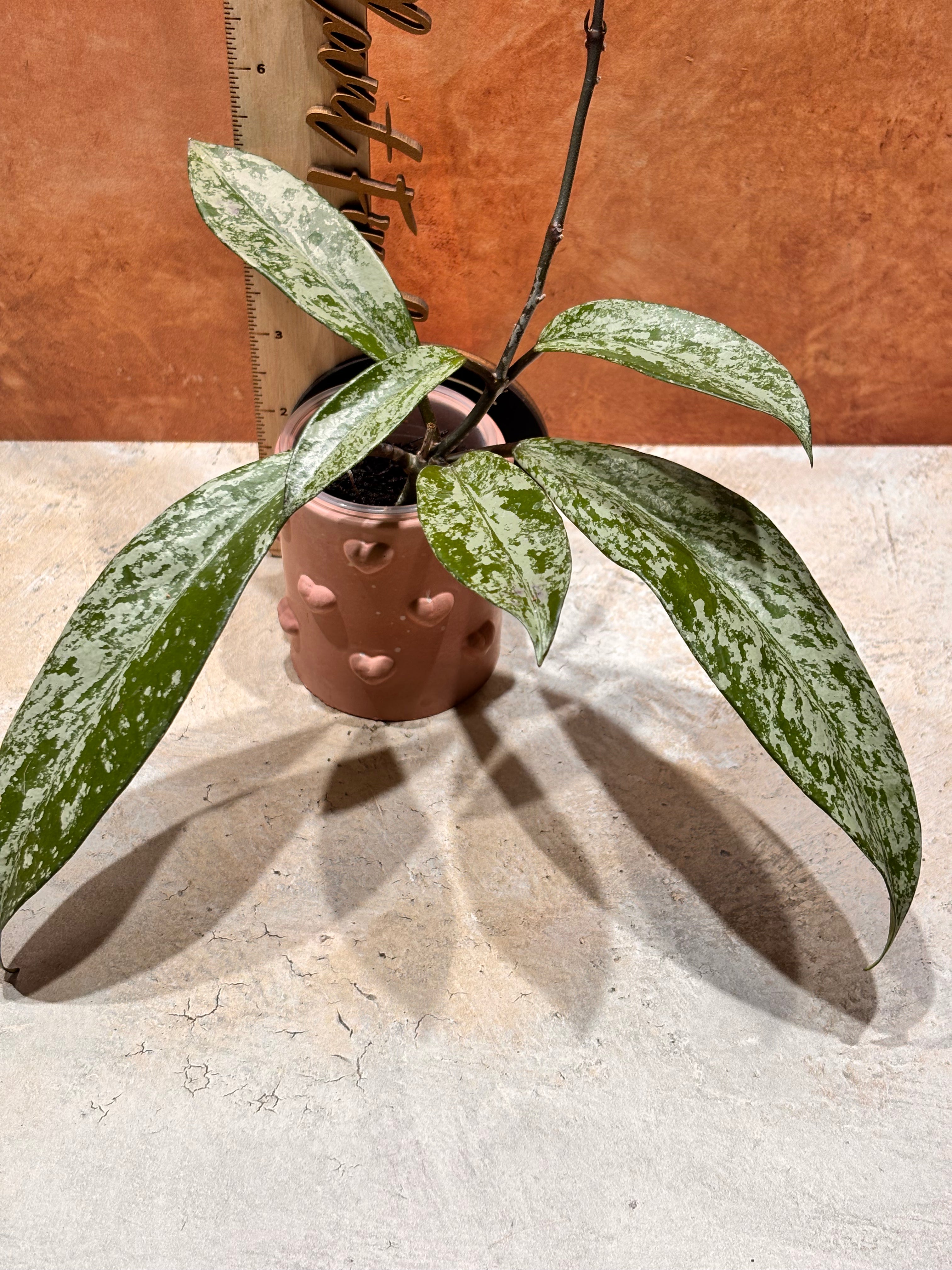 Hoya Pubicalyx Super Splash