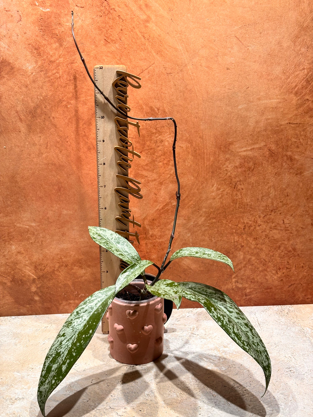 Hoya Pubicalyx Super Splash