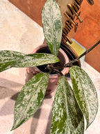 Hoya Pubicalyx Super Splash