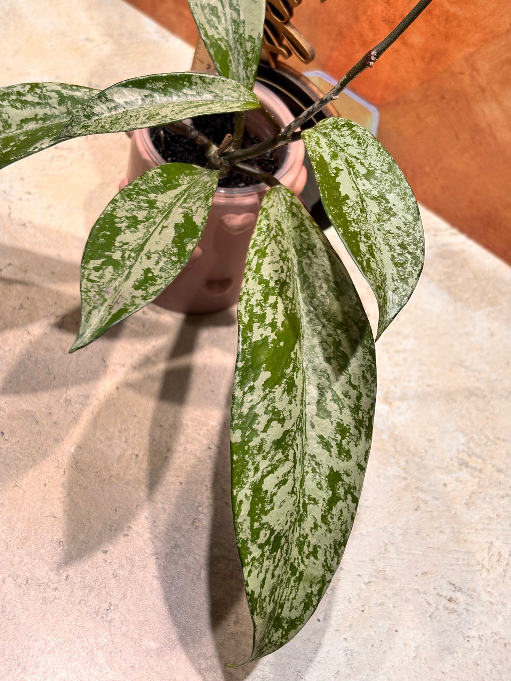 Hoya Pubicalyx Super Splash
