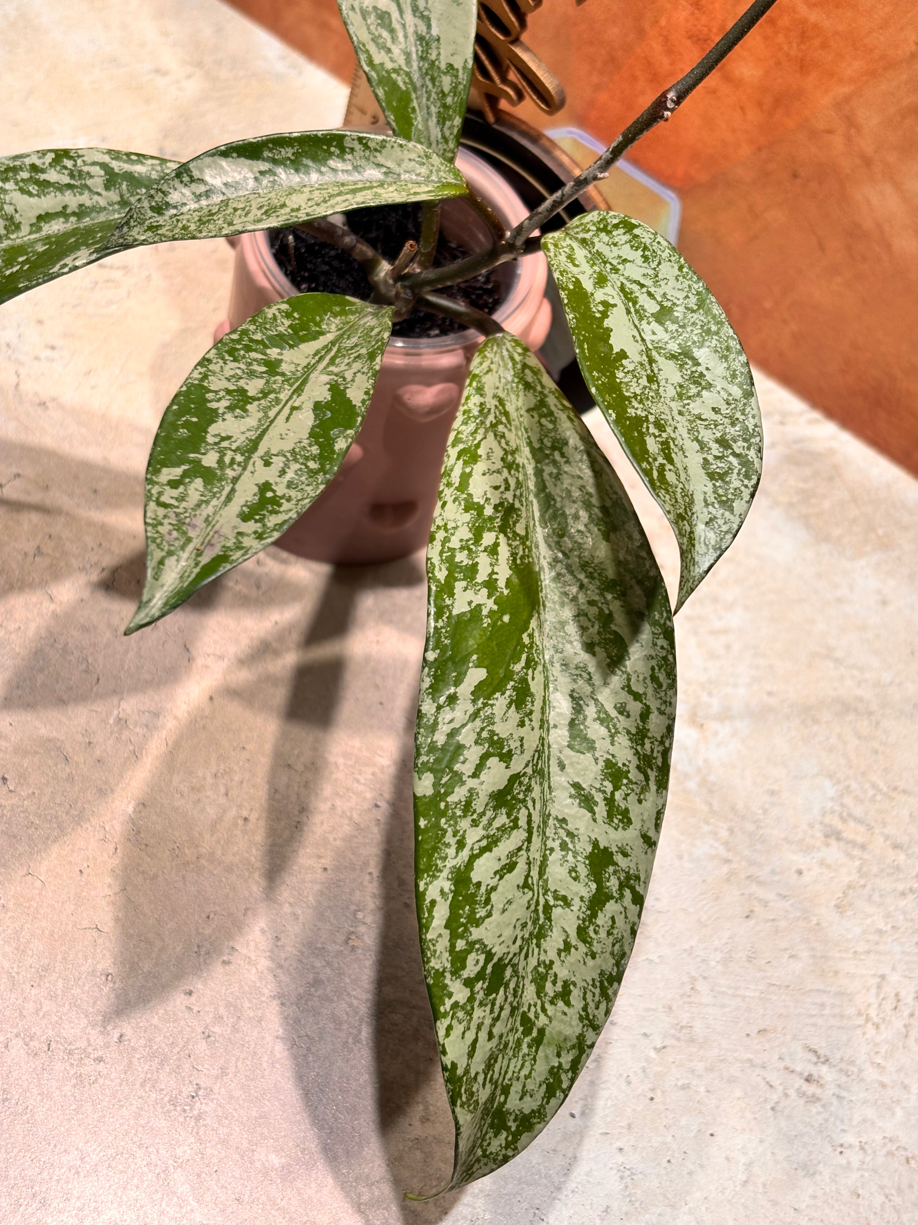 Hoya Pubicalyx Super Splash
