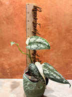 Scindapsus Mariposa