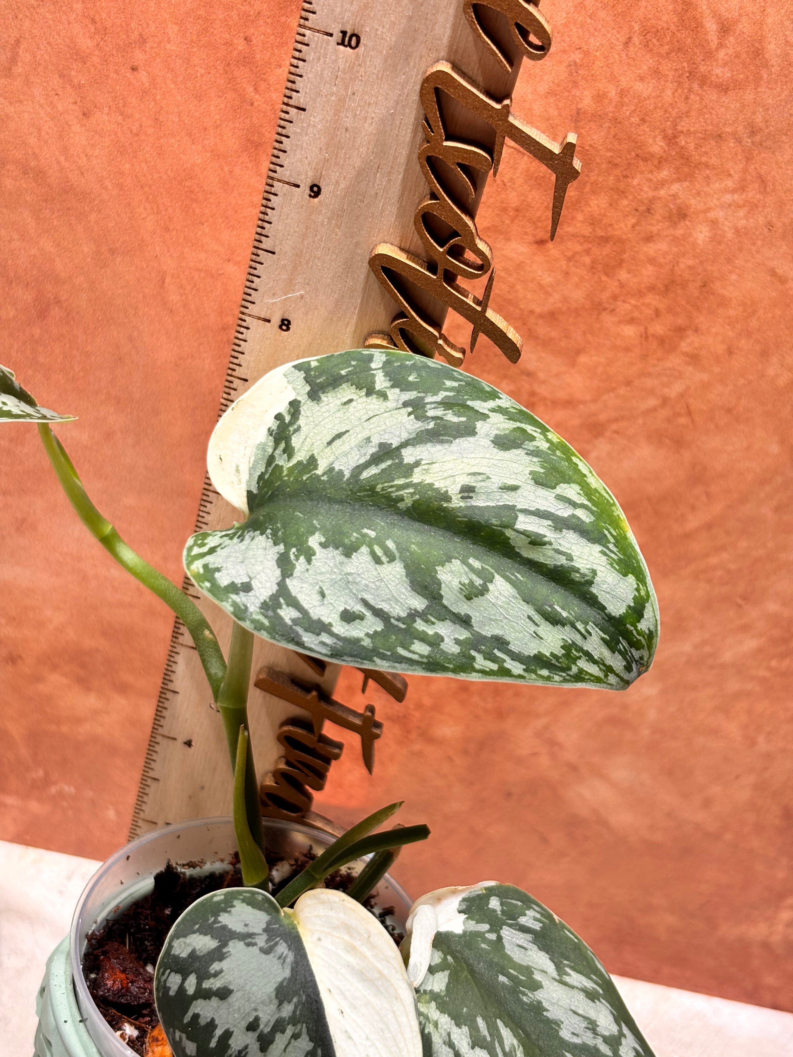 Scindapsus Mariposa