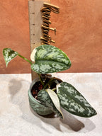 Scindapsus Mariposa