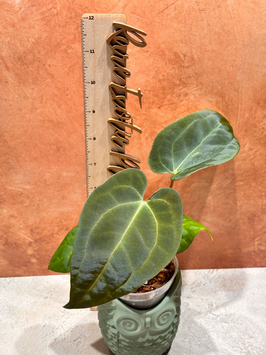 Anthurium Crystallinum x Papillilaminum