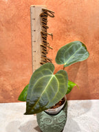 Anthurium Crystallinum x Papillilaminum