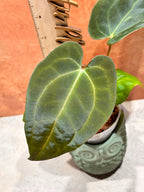 Anthurium Crystallinum x Papillilaminum