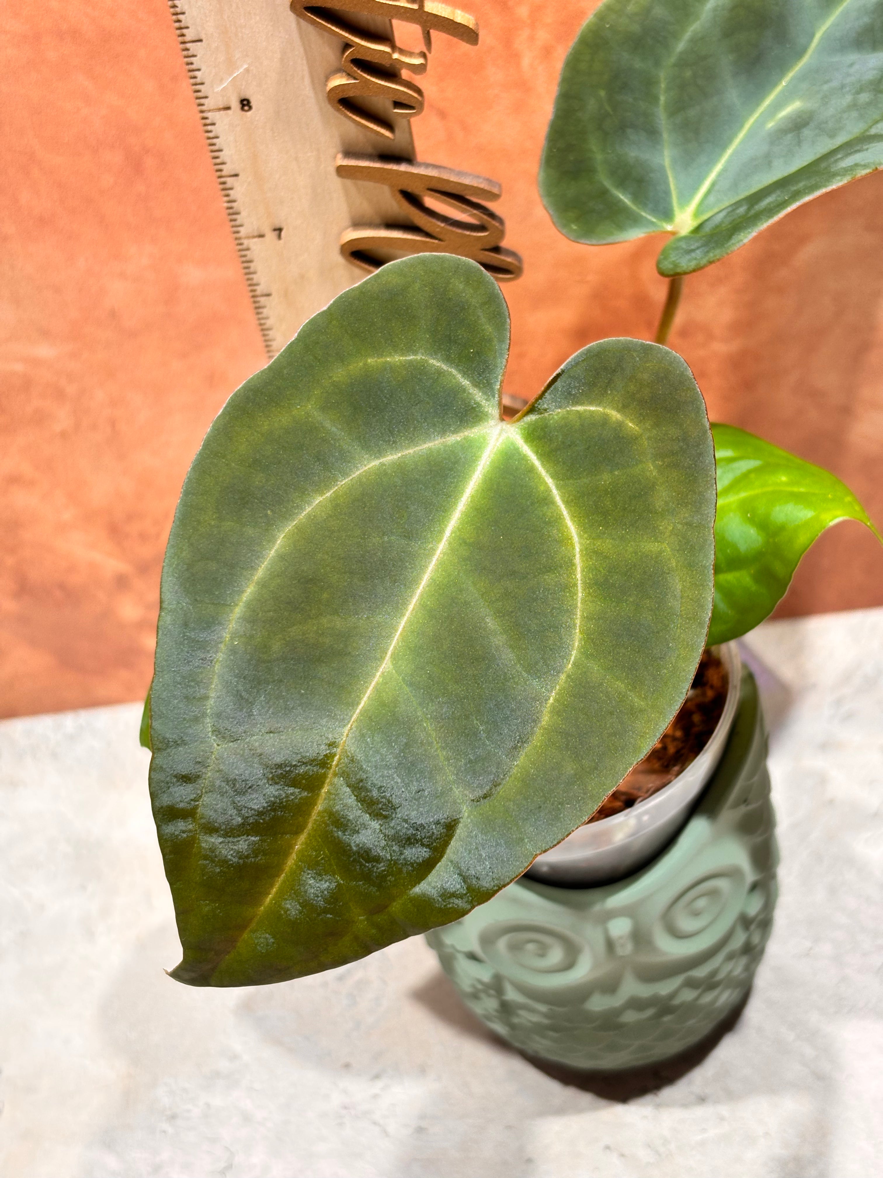 Anthurium Crystallinum x Papillilaminum