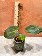 Anthurium Crystallinum x Papillilaminum