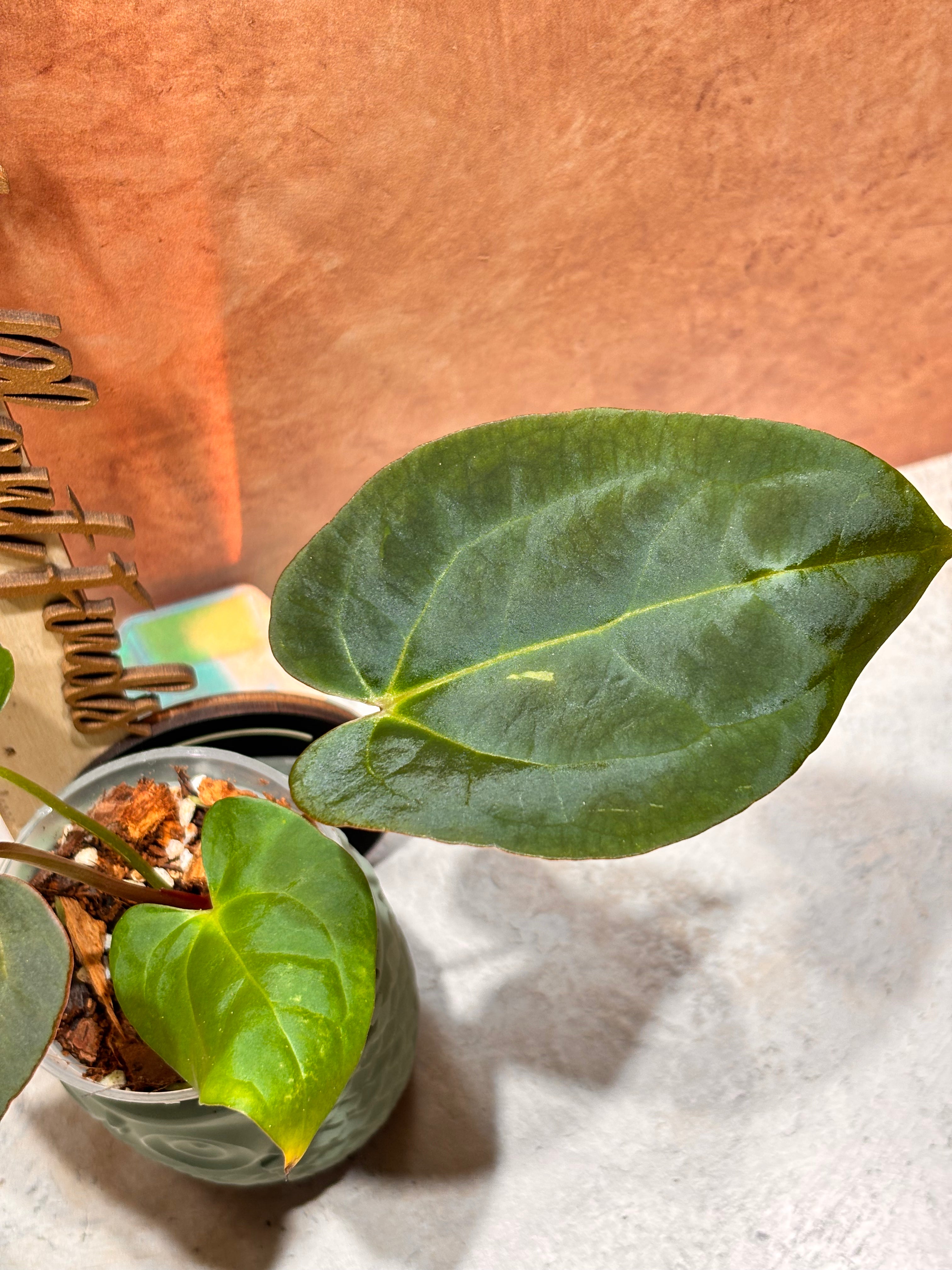 Anthurium Crystallinum x Papillilaminum