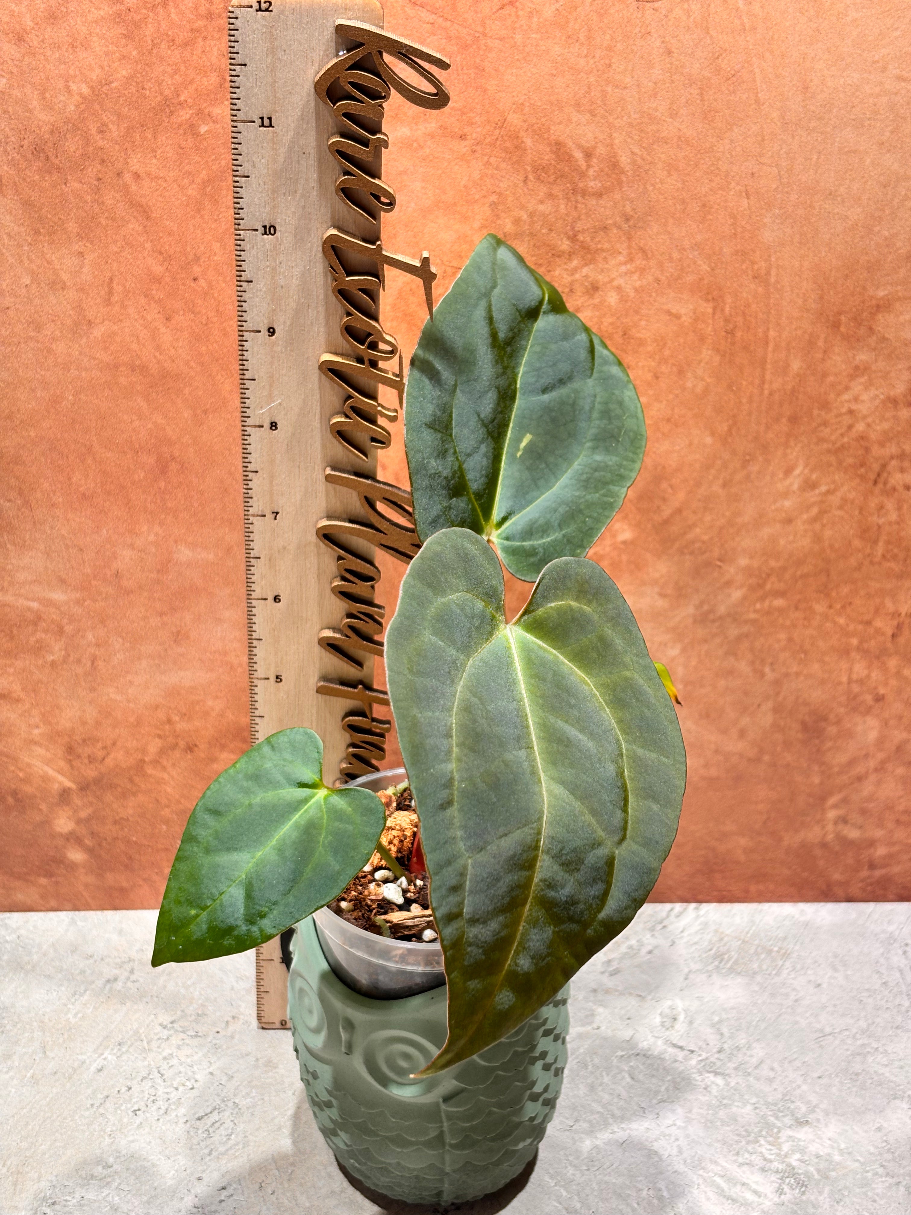 Anthurium Crystallinum x Papillilaminum