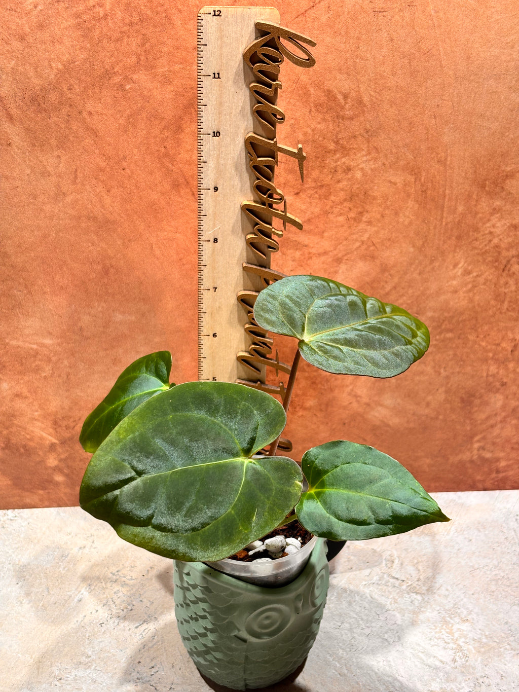 Anthurium Crystallinum x Papillilaminum