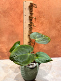 Anthurium Crystallinum x Papillilaminum