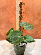 Anthurium Crystallinum x Papillilaminum