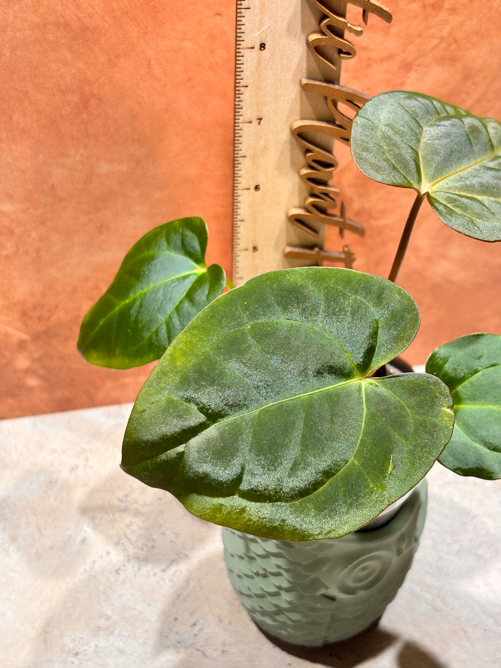 Anthurium Crystallinum x Papillilaminum