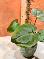 Anthurium Crystallinum x Papillilaminum
