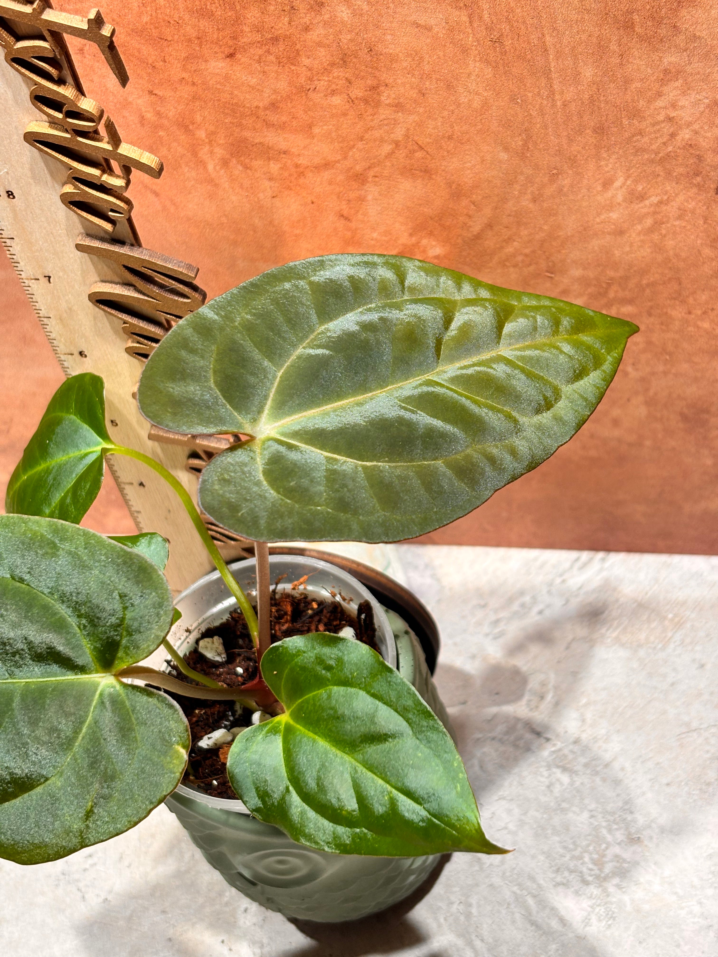 Anthurium Crystallinum x Papillilaminum