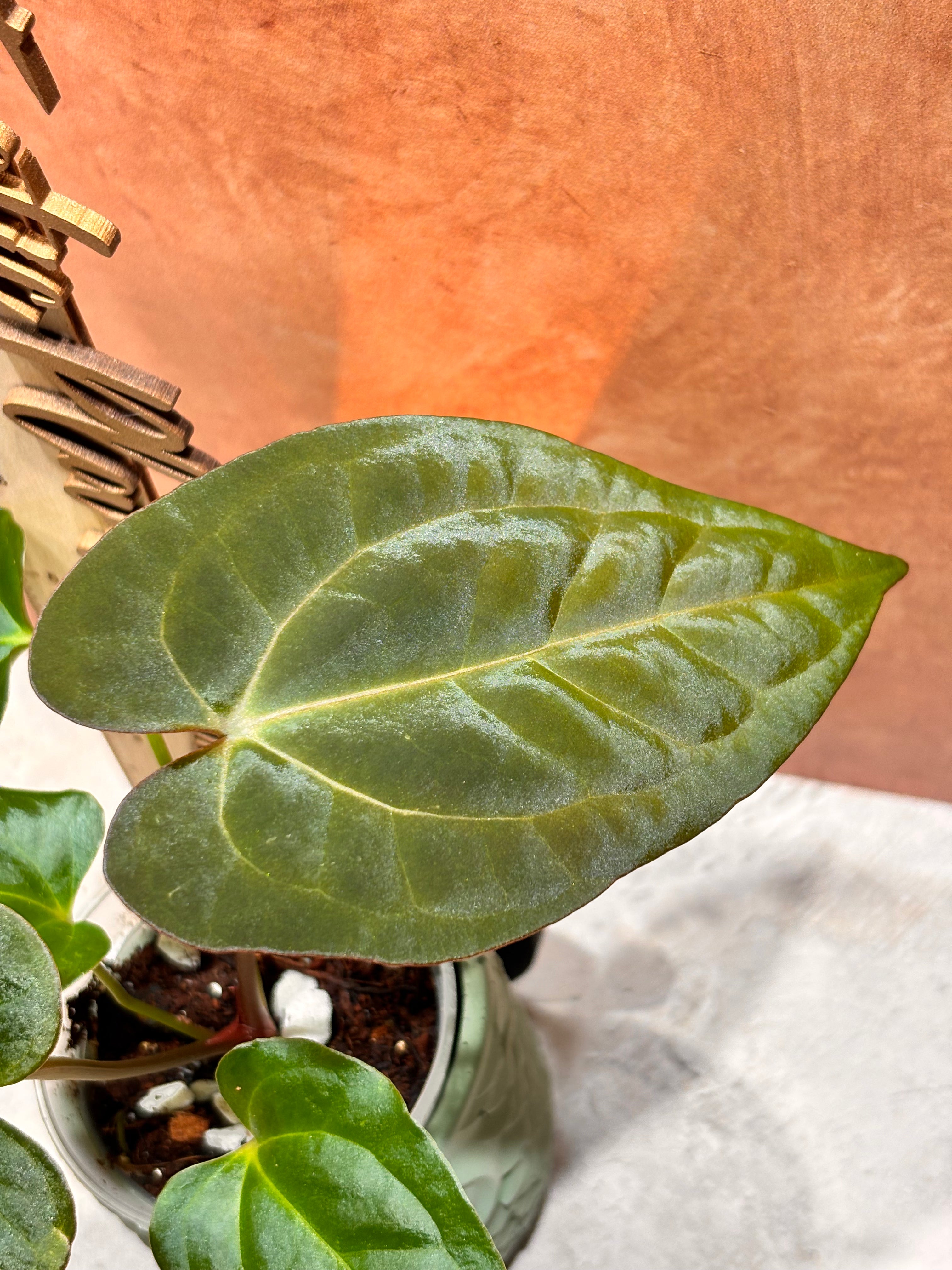 Anthurium Crystallinum x Papillilaminum