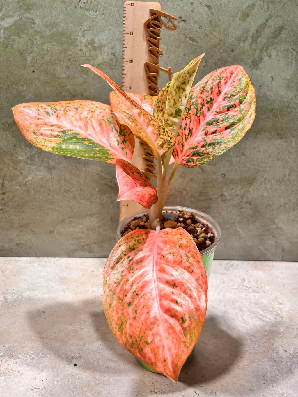 Aglaoenema Orange Stradust plant in a pot with a ruler for scale on a textured surface