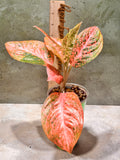 Aglaoenema Orange Stradust plant in a pot with a ruler for scale on a textured surface