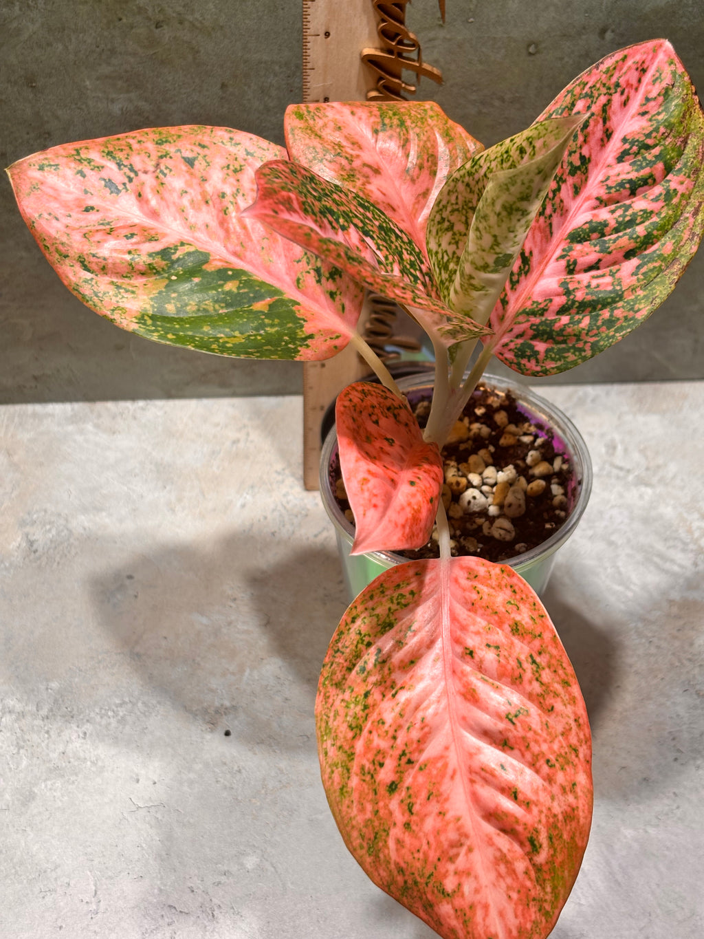 Aglaoenema Orange Stardust