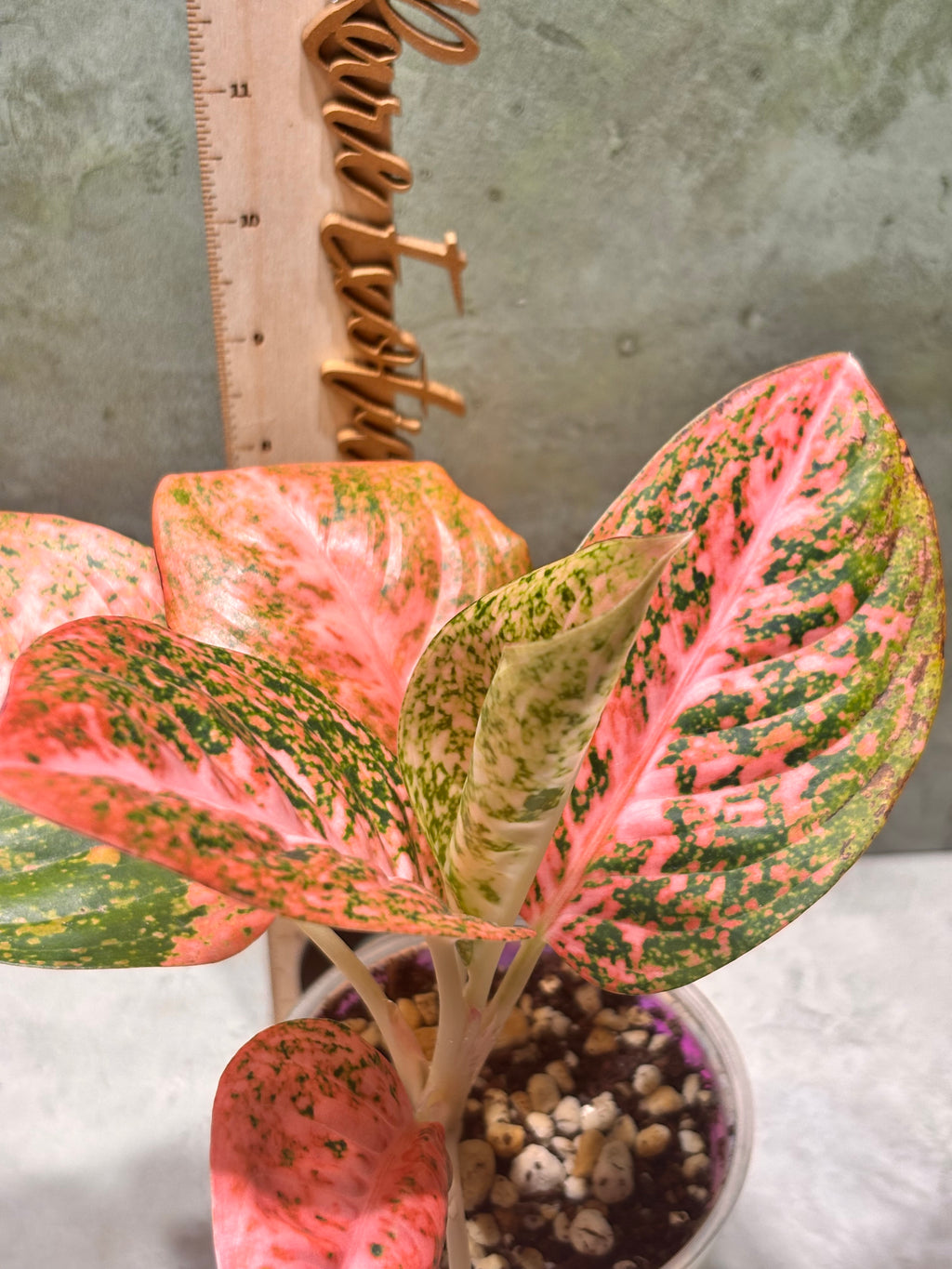 Aglaoenema Orange Stardust