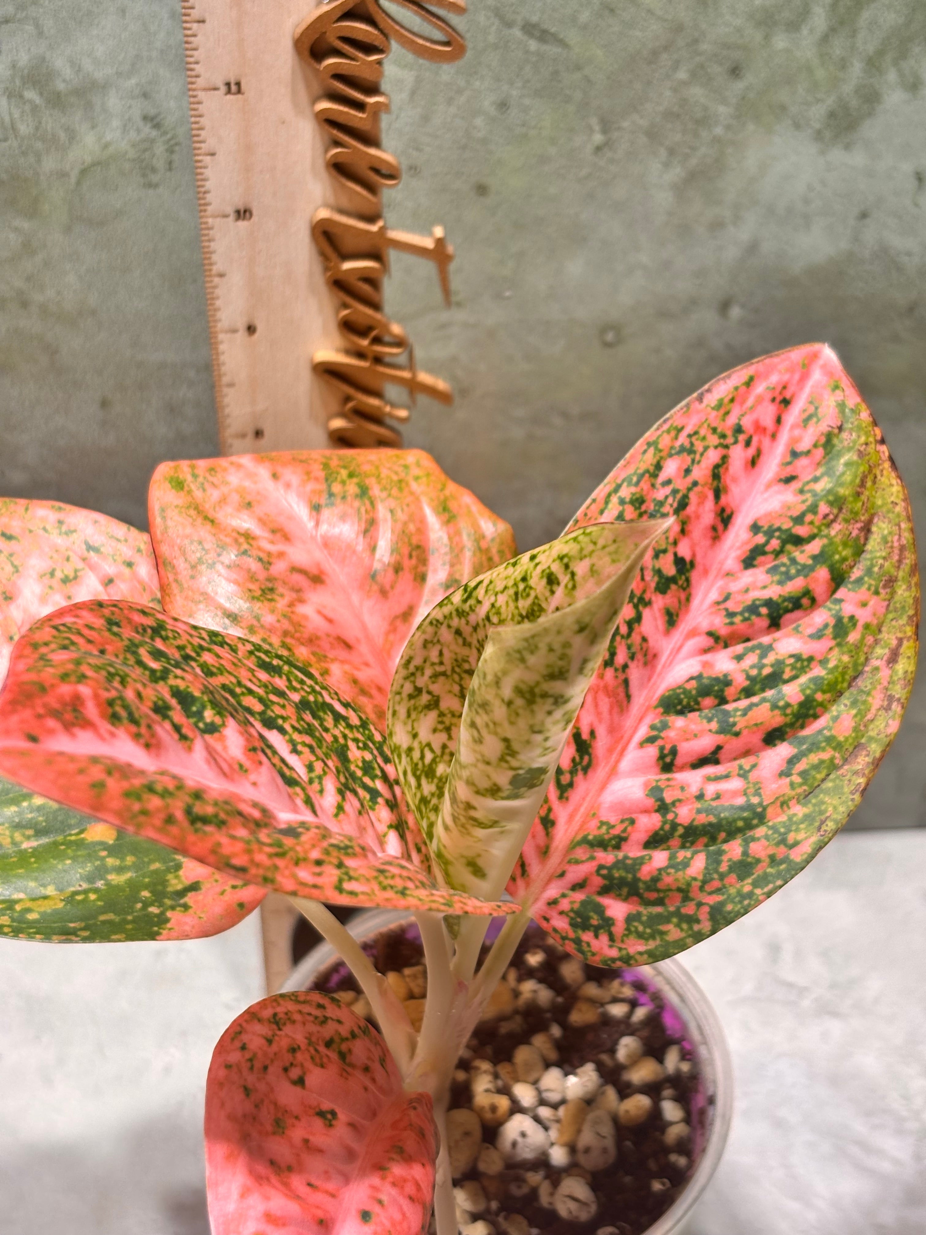 Aglaoenema Orange Stardust