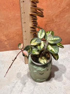 Small potted Hoya Mathilde Variegated plant next to a ruler on a textured surface