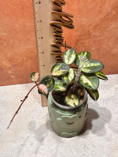Small potted Hoya Mathilde Variegated plant next to a ruler on a textured surface