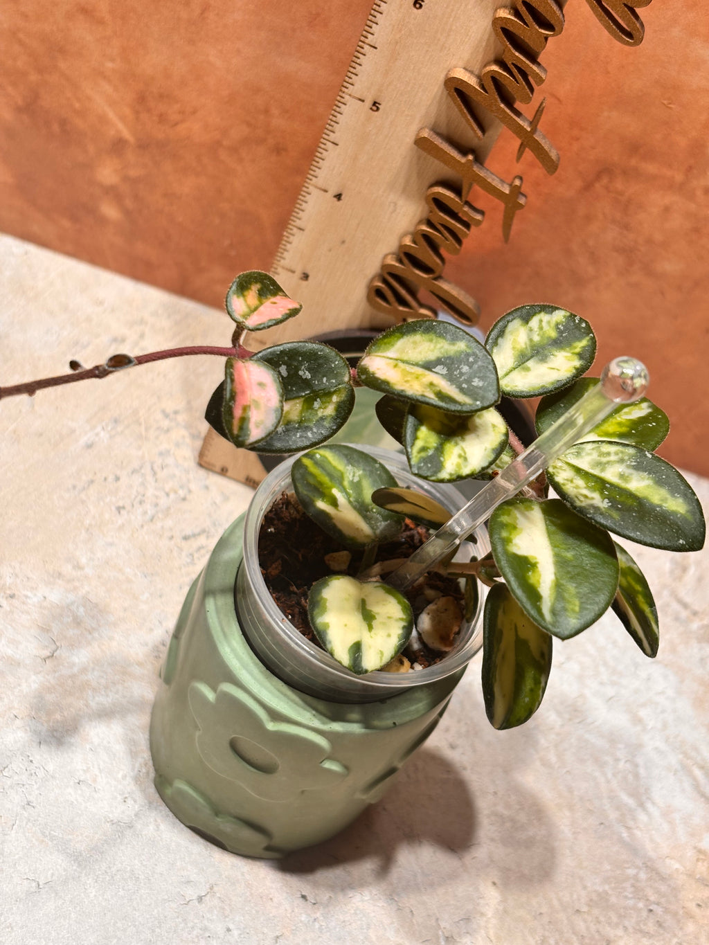 Hoya Mathilde Variegated